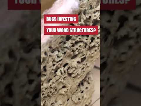 Video: Paano mo ginagamot ang drywood termite infestation?