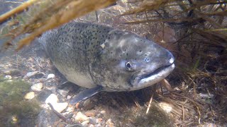 Salmon Spawning 2020 - NDGNF - 10-15-2020