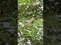 couple bird in the morning #birds #wildlife #wildanimals