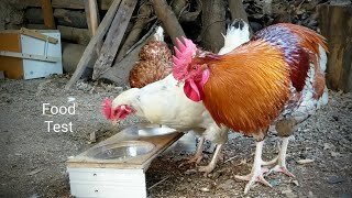 In Search of the Best Chicken Treat - Cornmeal vs Semolina - Can You Predict Tastier Feed