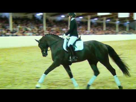 MARACANÁ & Lena Waldmann @HorsesInMotion