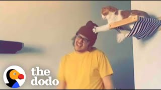 Dad Builds His Cat His Very Own Jungle Gym The Dodo