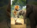 Deer Lion and Elephant | EOTF | #shorts #elephant #eotf #eyesonthefield