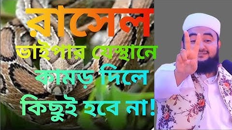 রাসেল ভাইপার যেস্থানে কামড় দিলে কিছুই হবে না! waz 2024 Shaikh Ahmadullah #youtubeshorts #waz