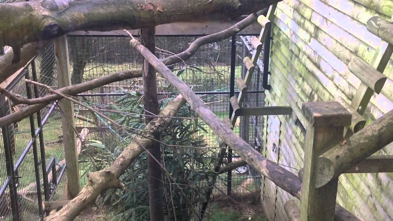 Curated visual reference: Fresh Look at Brown Lemurs Outside Enclosure