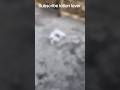 high quality white lakkha pigeon ☠️☠️