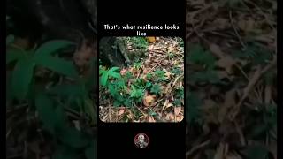 Cut Down But Still Growing The Power Of Resilience Never Give Up Motivation