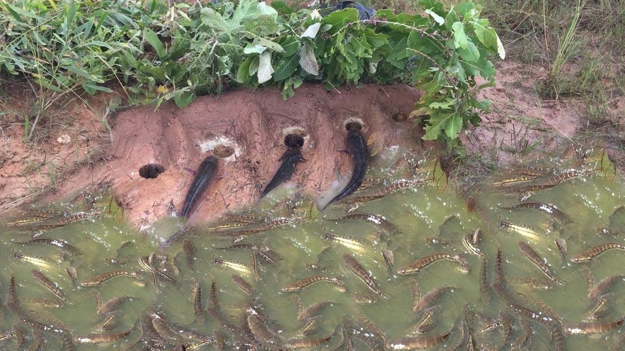 How to deep Hole fish  trap bamboo catch fish alot of by use Bamboo