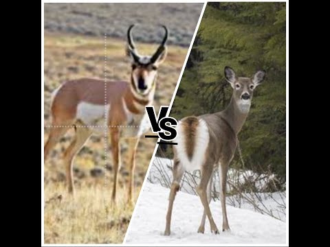 Видео: Разлика между Pronghorn и Deer