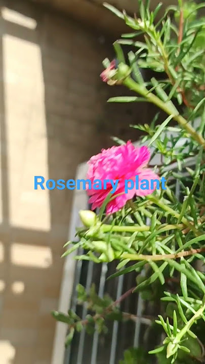 rosemary plant all color available  in pot very easy to grow