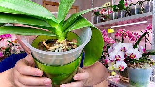 ТРИ ЛУЧШИХ СПОСОБА наращивания корней орхидеи