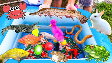 Câu Cá Dưới Ao, Câu Được Rất Nhiều Con Vịt, Cá Sấu, Ếch, Rùa, Cá Chép, Cá Vàng #100