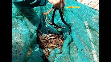 Xúc ủ lươn mùa lũ - xem cách bắt lươn đồng của người miền tây mùa nước nổi/catch eel