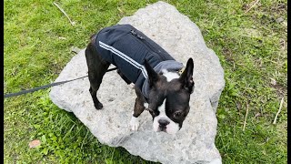 Boston Terrier’s Dog Parkour Part 2 by Poppy the Boston Terrier  523 views 1 year ago 1 minute, 46 seconds