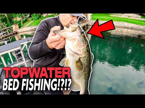 Bed Fishing for Bass with Topwater?!?!