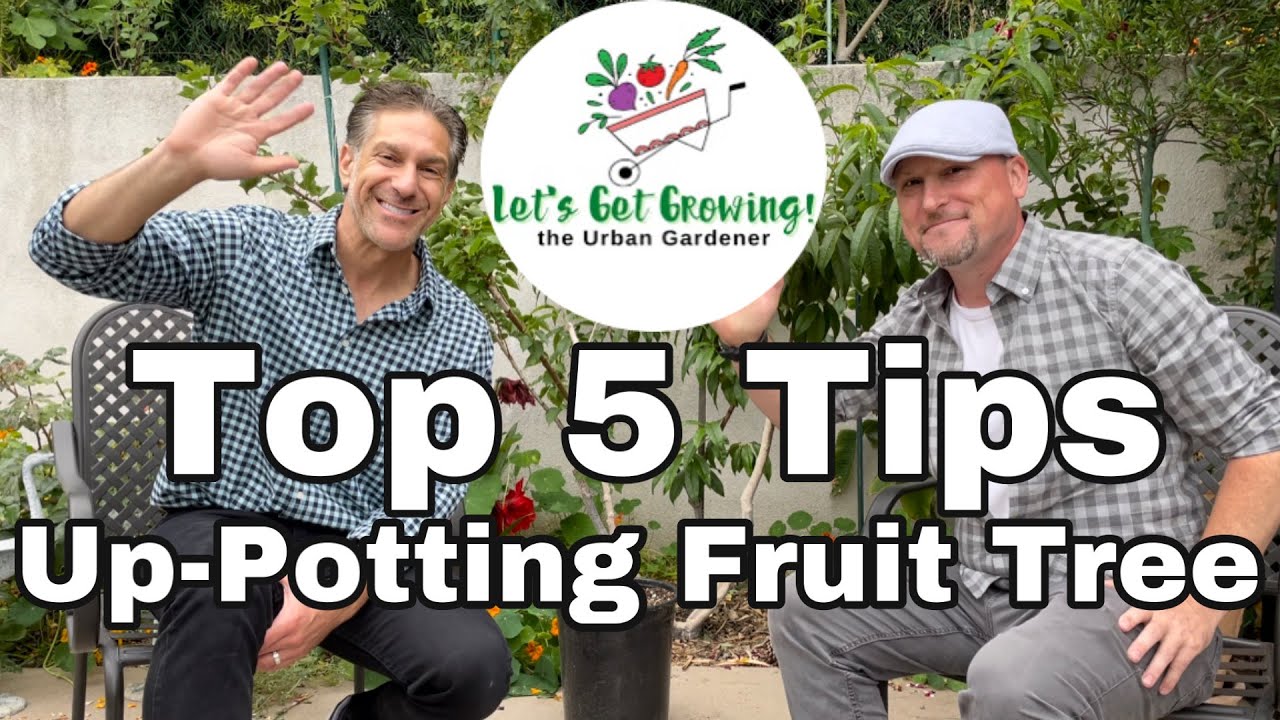 UP-POTTING A Fruit Tree feat. The Urban Gardener