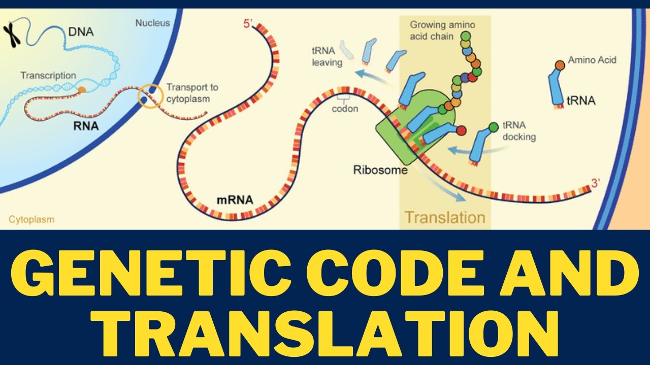 Online IB Tutoring | Genetic Code and Translation