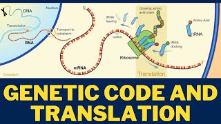 Online IB Tutoring | Genetic Code and Translation
