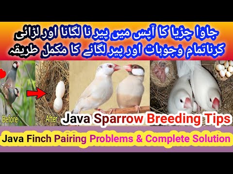 Java sparrow Pair Fighting Reason & Complete Solution | Java sparrow Breeding Tips | Samad Birds Tv