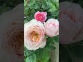 强香玫瑰系列 Fragrant Roses | Domaine De Chantilly Rose by Delbard | 19 June 2025 #rose
