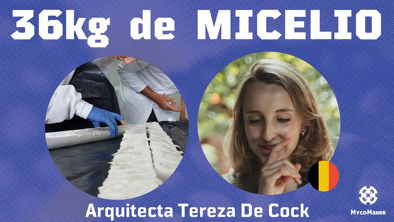 Biofabricación con hongos 🍄 Micotectura