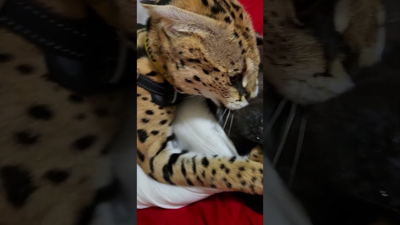 Pouncer scolds me for moving his rabbit.