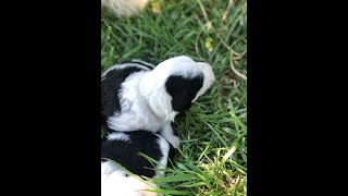 Mini Sheepadoodle Puppies for sale | Adorable Puppies | Mini Doodle Puppies