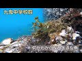 九鬼町海沿いの海の中「クラゲ・ソラズズメダイ・ハコフグ他」