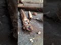 Bow drill using palm frond fireboard #primitivefire #traditionalfire