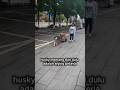 Bukan Nakal, Husky Ini Cuma Butuh “Kerjaan”! #Husky #AnjingPintar #AnjingPekerja