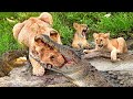 Terrifying Moment When Crocodile And Lion Compete For Prey Leopard Vs Warthog