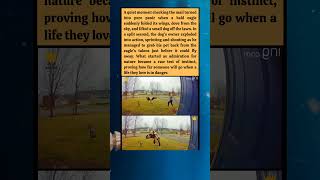 He Looked Up In Awethen Had To Fight The Sky To Save His Dog