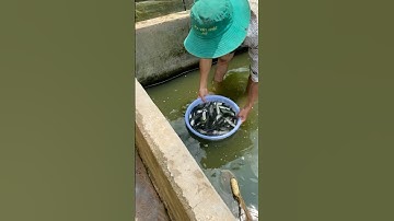 Thả Cá Giống #fishing #amazing #cauca365 #short