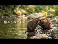 【LIVE】ビーバーみながら雑談