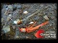 DANCING CRAB