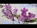 №447/ Ох и НАКУПИЛА!!! ХОМЯК умничка