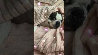 My Heart Dog 🩷🩷 #Frenchie #FrenchBulldog #GoodBoy #GoodDog #DogsOfTikTok #MyHeart #MySoul #MyLove