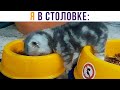 Я В СТОЛОВКЕ))) Приколы с котами | Мемозг 827