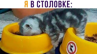 Я В СТОЛОВКЕ))) Приколы с котами | Мемозг 827