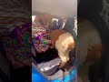 Peruvian Alpacas Take a Taxi #travel #peru #alpaca #taxi #shortsvideo