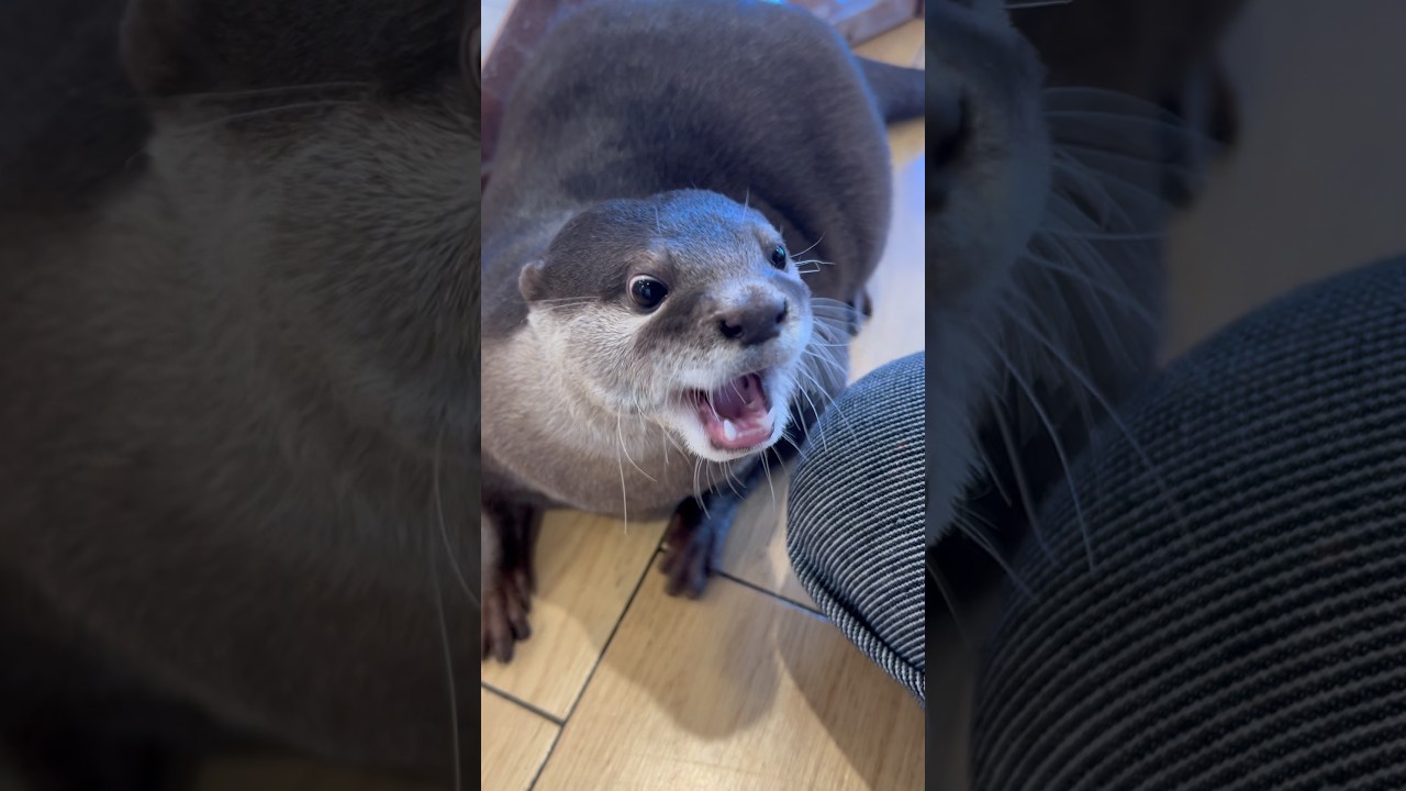 おやつ独り占めおもちくん🌾 #カワウソ #otter #癒し