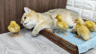 Scottish straight cat and ducklings together 🐾💕 by Funny Pets 1,082 views 10 months ago 3 minutes, 6 seconds
