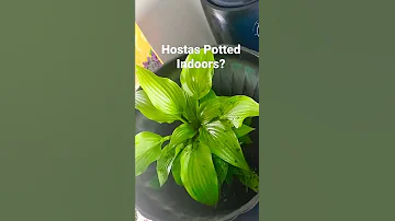 Hostas Indoors Indoorplants Greenthumb Springtime 