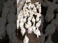 さあーって月曜スタート🐣ひよこ達も元気に動いてます