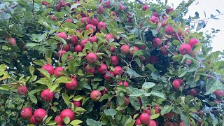 พาลูกสาวลูกชายออกมาเก็บแอ๊ปเปิ้ลข้างทาง # ดกจริงๆ # picking apples.10/9/22.