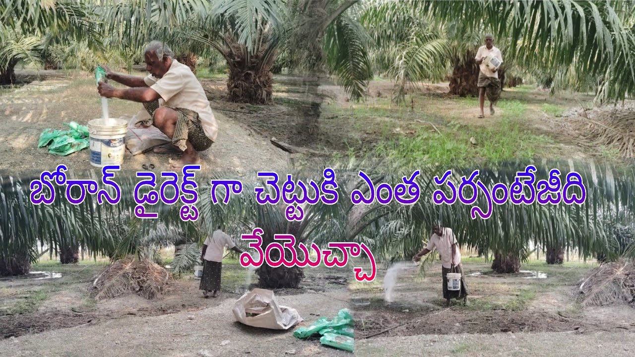 ఫామ్ఆయిల్ లో బోరాన్ ఎకరాకి  ఎంత వేయాలి ఎన్ని రోజులకి వేయాలి