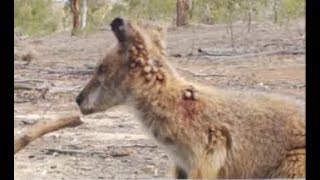 Crows removing ticks (part 2 of 5) Resimi