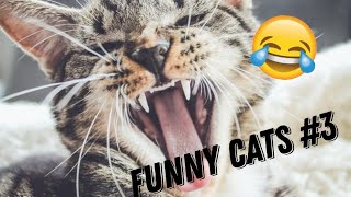 Funny Cats Tik Tok Compilation