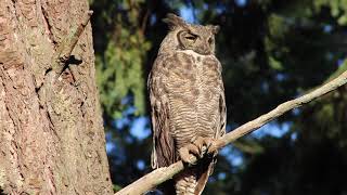 Great horned owls 4