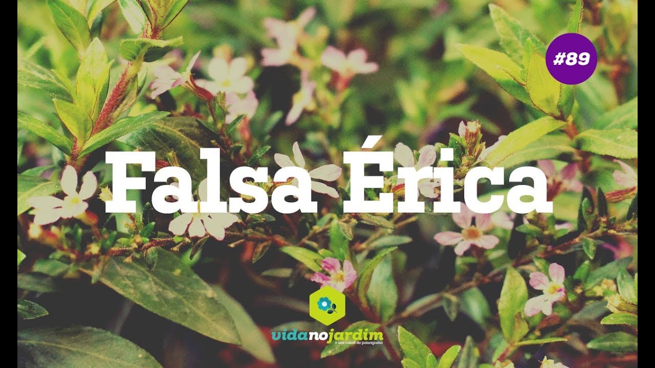 Falsa Érica - thptnganamst.edu.vn